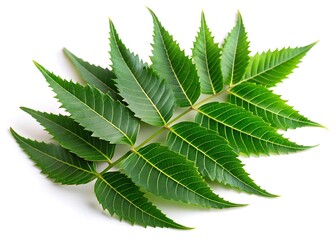 Neem leave isolated on white background