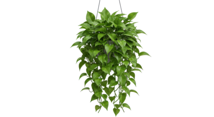 Emerald cascade A lush pothos plant hangs a vibrant green jewel against the stark black