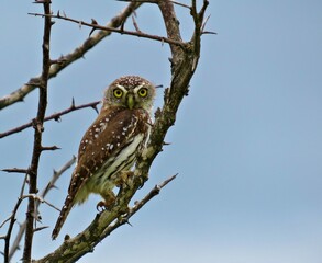 Small Owl Perching on Thorny Branch Against a Clear Blue Sky