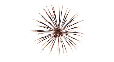 Obraz premium Isolated Bursting Firework Display of Golden Radiance