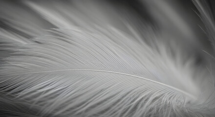 Obraz premium Elegant White Feather Displaying Smooth Texture And Delicate Structure Detail