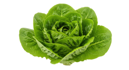 Emerald Romaine Leafy swirls on black evoke natures artistry