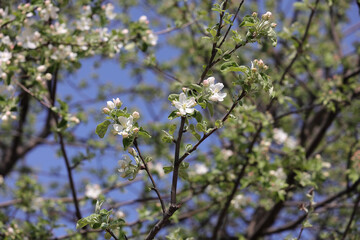 Blooming Apple Tree Branch With White Flowers, Pink Buds, And Green Leaves Against A Bright Blue Sky And Blurred Blossom Background. Beautiful Spring Scene.