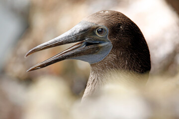 Close-up of a Red-footed Booby (Sula sula). Cabo Rosa, Isabela Island, Galapagos