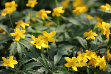 Obraz premium Field Of Yellow Wood Anemone (Anemone Ranunculoides) Flowers Blooming In A Spring Forest. Close Up With A Small Insect On One Flower. Natural Background.