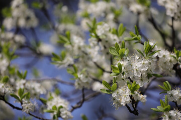 Branches Of A Blooming Plum Or Cherry Tree With Abundant White Flowers And Young Green Leaves...