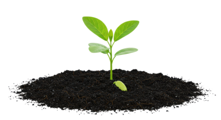 Emerging Life A tender sprout rises from fertile darkness poised for growth