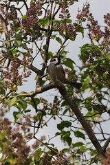 Eurasian Tree Sparrow (Passer Montanus) Perched On A Lilac Branch With Unopened Flower Buds Against A Bright Sky. Spring Wildlife Scene. Birdwatching.