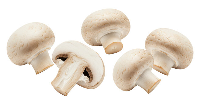 Floating fungal feast A cluster of white button mushrooms levitates on black