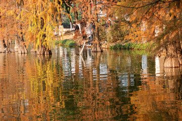 Fototapeta premium autumn trees in the park