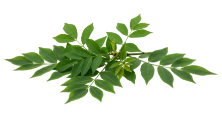 Fresh Green Compound Leaves A lush branch unfolds against pure black