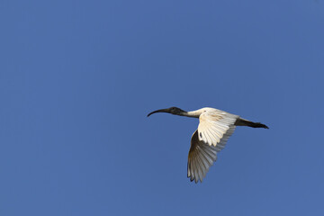 White ibis soaring in a clear sky.