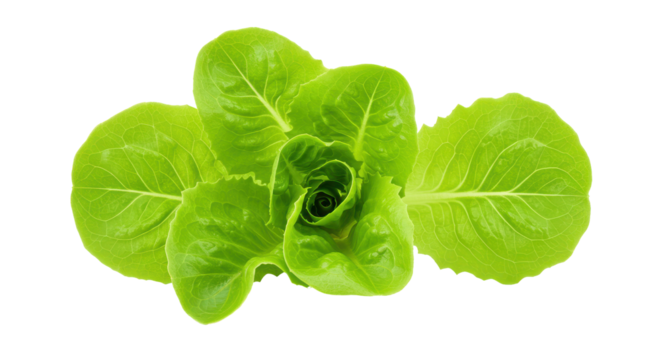 Crisp green cos lettuce rosette A vibrant heart of verdant leaves on black