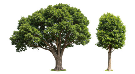 Isolated Large and Small Green Trees