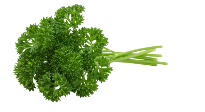 Curly parsley bouquet fresh vibrant green against a dark backdrop