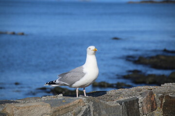 Möwe