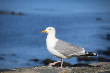 Möwe