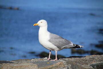 Möwe