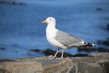 Möwe