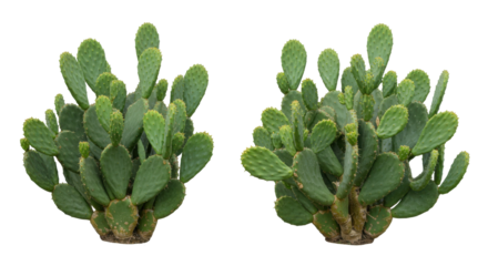 Duel of verdant paddles A prickly pear cactus doppelganger on black