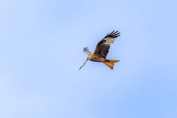 fliegender Rotmilan mit einem kleinen Stock