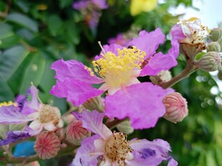 pink and purple flowers