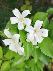 white flowers in the garden