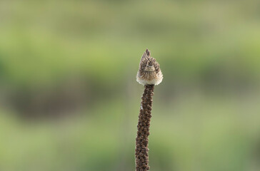 Skylark Alauda arvensis in close view in Bretagne, France