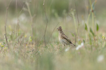 Skylark Alauda arvensis in close view in Bretagne, France