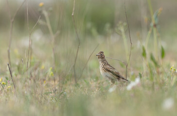 Skylark Alauda arvensis in close view in Bretagne, France