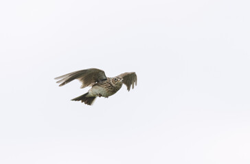 Skylark Alauda arvensis in close view in Bretagne, France