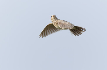 Skylark Alauda arvensis in close view in Bretagne, France
