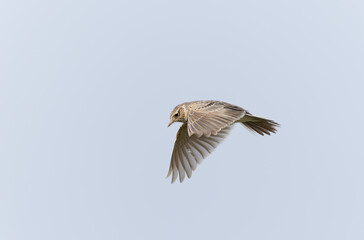 Skylark Alauda arvensis in close view in Bretagne, France