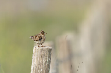 Skylark Alauda arvensis in close view in Bretagne, France