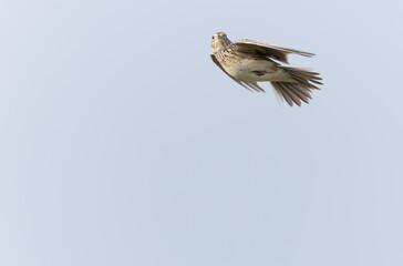 Skylark Alauda arvensis in close view in Bretagne, France