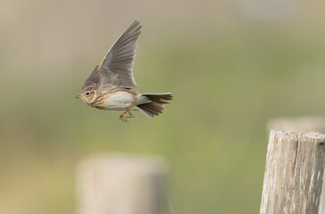 Skylark Alauda arvensis in close view in Bretagne, France