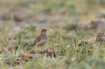 Skylark Alauda arvensis in close view in Bretagne, France