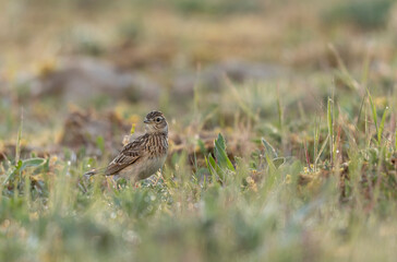 Skylark Alauda arvensis in close view in Bretagne, France