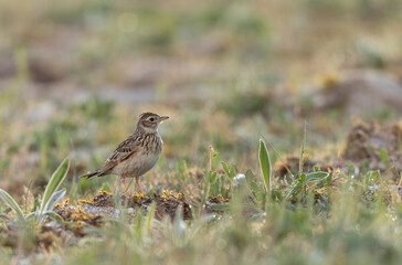 Skylark Alauda arvensis in close view in Bretagne, France