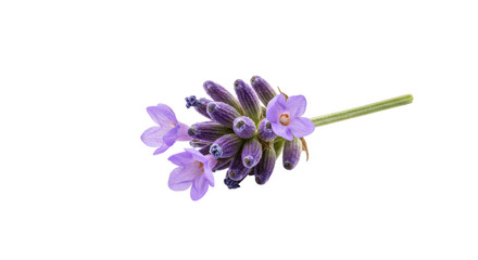 Naklejka premium Lavenders allure a sprig of fragrant beauty in stark isolation