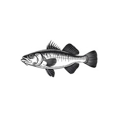 Fish illustration on a plain setting, isolated single animal drawing, sea life