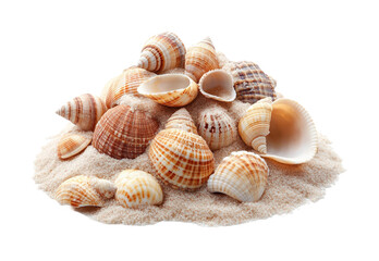 Seashell collection on sandy beach coastal scene natural view isolated on transparent background