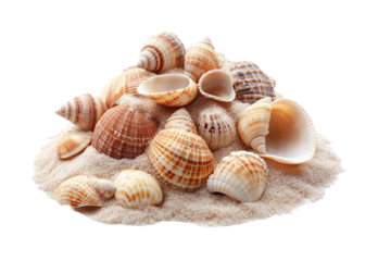 Seashell collection on sandy beach coastal scene natural view isolated on transparent background
