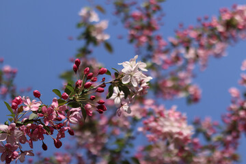 Apple tree blossoming against blue sky. Beautiful pink flowers of ornamental apple tree. Flowers close-up. Spring background. Blooming apple tree in the park. Peaceful nature background