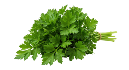 Fresh parsley vibrant green against black backdrop bundled for culinary use
