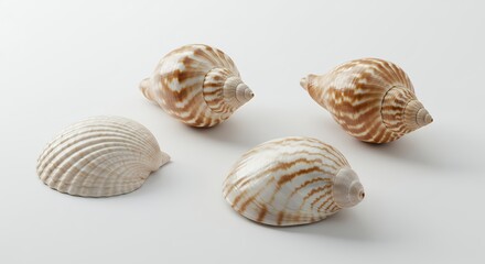 Seashells on White Background