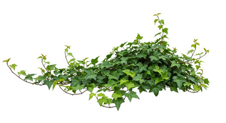 Obraz premium Lush ivy sprawls its verdant leaves pop against the abyss Natures artwork