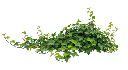 Lush ivy sprawls its verdant leaves pop against the abyss Natures artwork