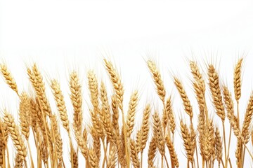 Fototapeta premium Golden Wheat Stalks Against White Background in Agricultural Scene