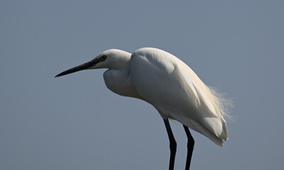 A beautiful and cute little egret is seen perched on a branch of a tree near a wetland lake